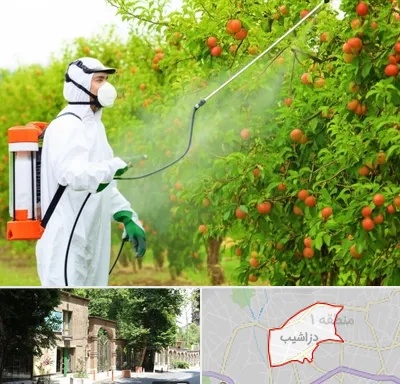 سمپاشی درختان در دزاشیب