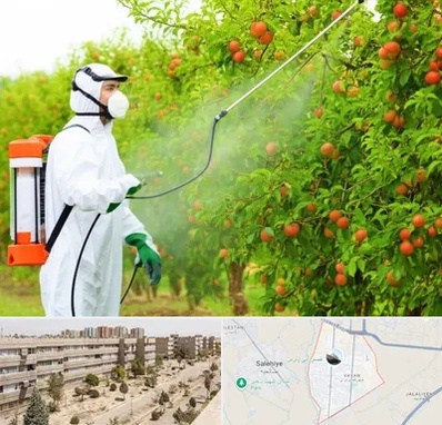 سمپاشی درختان در واوان اسلامشهر