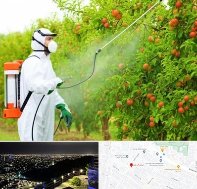 سمپاشی درختان در هفت تیر مشهد 