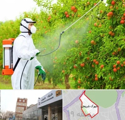سمپاشی درختان در شهرک شریعتی