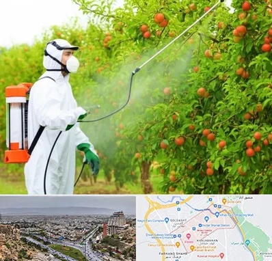 سمپاشی درختان در معالی آباد شیراز 