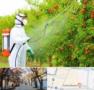 سمپاشی درختان در تربیت تبریز 