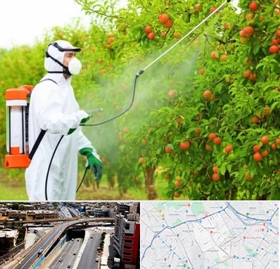 سمپاشی درختان در ستارخان شیراز 