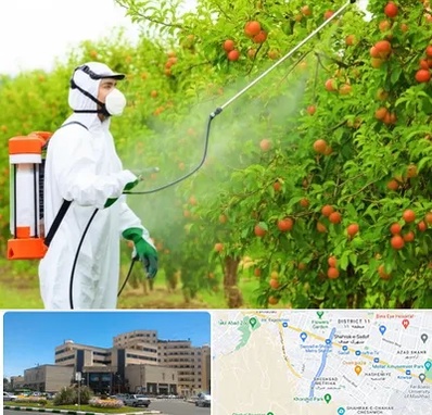 سمپاشی درختان در صیاد شیرازی مشهد 