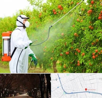 سمپاشی درختان در ابوریحان تبریز 