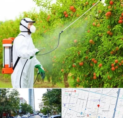 سمپاشی درختان در امامت مشهد 