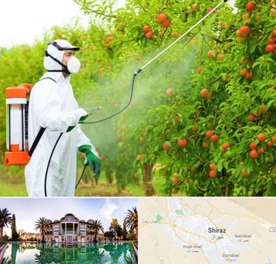 سمپاشی درختان در شیراز