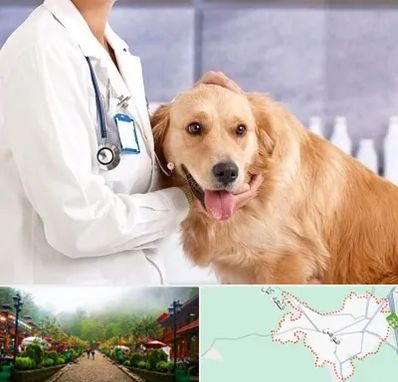 کلینیک دامپزشکی شبانه روزی در فومن