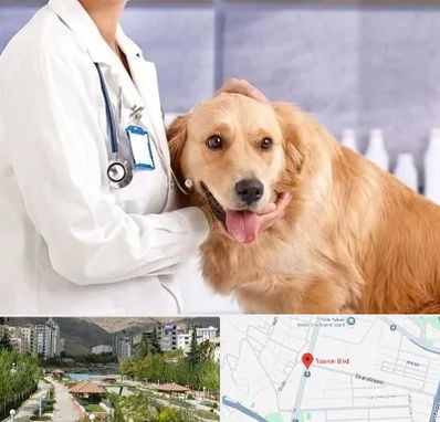 کلینیک دامپزشکی شبانه روزی در بلوار تعاون
