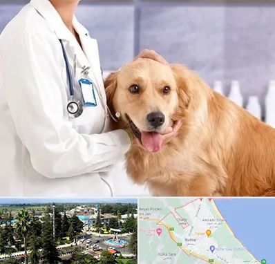 کلینیک دامپزشکی شبانه روزی در رودسر