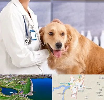 کلینیک دامپزشکی شبانه روزی در مهاباد