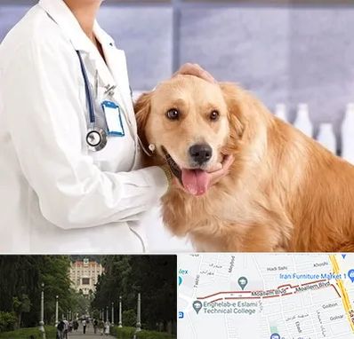 کلینیک دامپزشکی شبانه روزی در بلوار معلم رشت