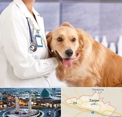 کلینیک دامپزشکی شبانه روزی در زنجان