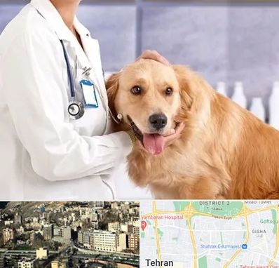 کلینیک دامپزشکی شبانه روزی در مرزداران