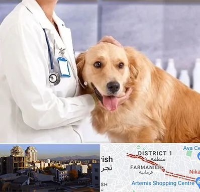 کلینیک دامپزشکی شبانه روزی در فرمانیه