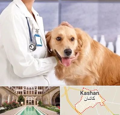 کلینیک دامپزشکی شبانه روزی در کاشان