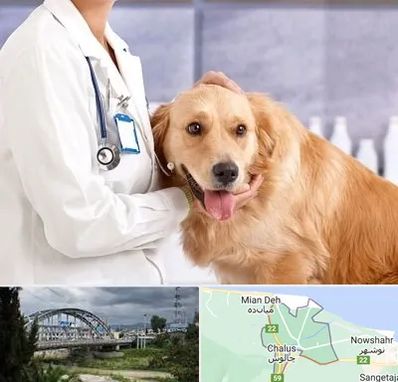 کلینیک دامپزشکی شبانه روزی در چالوس