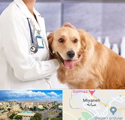 کلینیک دامپزشکی شبانه روزی در میانه