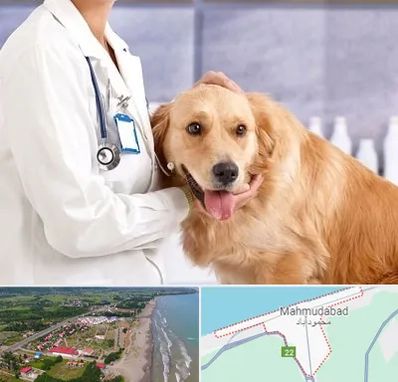 کلینیک دامپزشکی شبانه روزی در محمودآباد