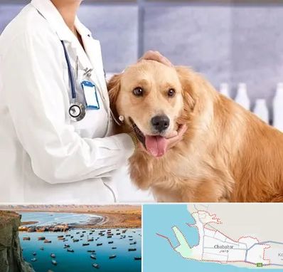 کلینیک دامپزشکی شبانه روزی در چابهار