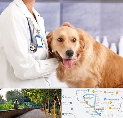 کلینیک دامپزشکی شبانه روزی در بلوار گیلان رشت