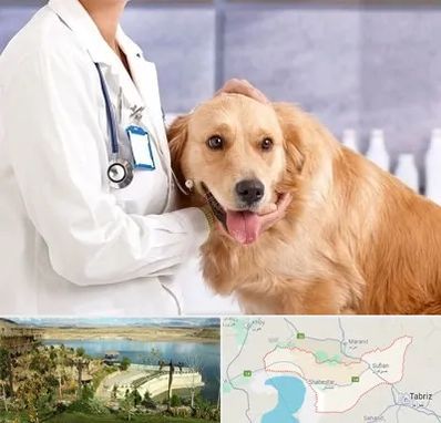 کلینیک دامپزشکی شبانه روزی در شبستر