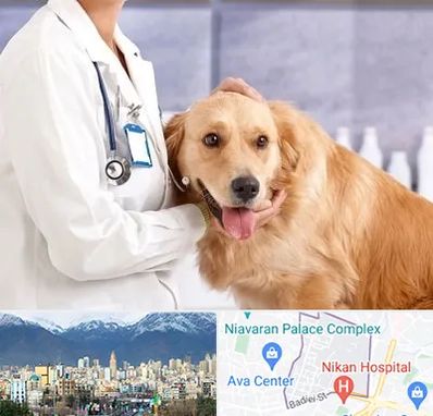 کلینیک دامپزشکی شبانه روزی در آجودانیه