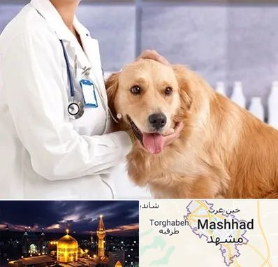 کلینیک دامپزشکی شبانه روزی در مشهد