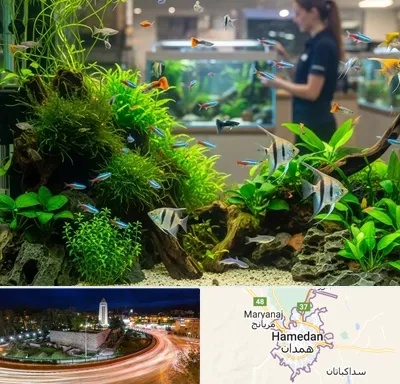 اکواریوم و آبزیان در همدان