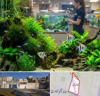 اکواریوم و آبزیان در اتابک