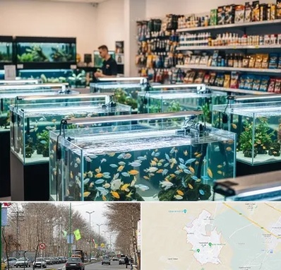 فروش ماهی آکواریوم در نظرآباد کرج 