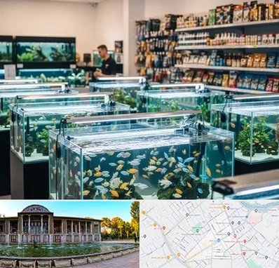 فروش ماهی آکواریوم در عفیف آباد شیراز 