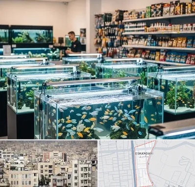 فروش ماهی آکواریوم در اسکندری 