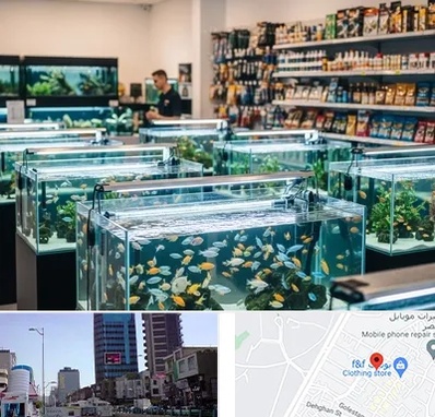 فروش ماهی آکواریوم در چهارراه طالقانی کرج