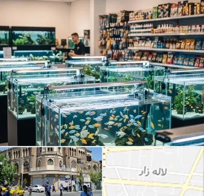 فروش ماهی آکواریوم در لاله زار