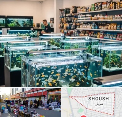 فروش ماهی آکواریوم در شوش 