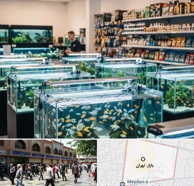فروش ماهی آکواریوم در بازار تهران