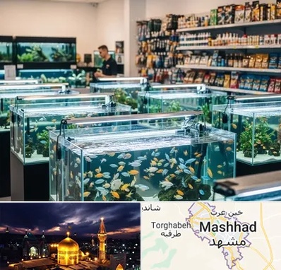 فروش ماهی آکواریوم در مشهد