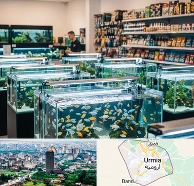 فروش ماهی آکواریوم در ارومیه