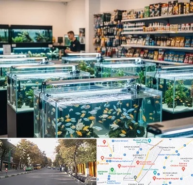 فروش ماهی آکواریوم در شریعتی
