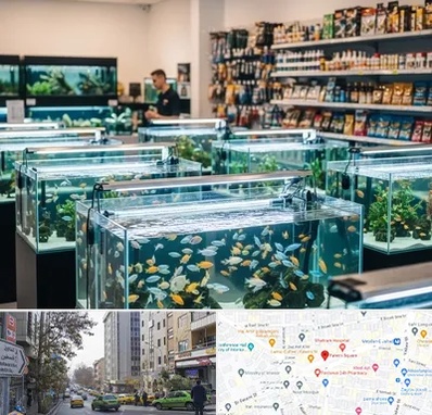 فروش ماهی آکواریوم در فاطمی 