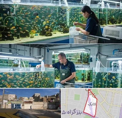 فروش عمده ماهی آکواریومی در اتابک