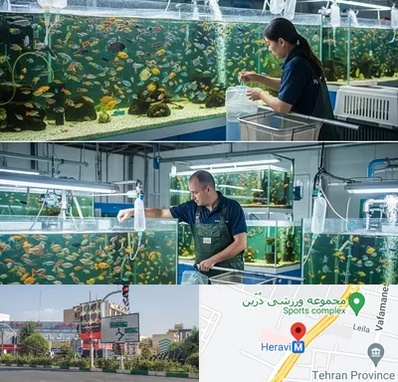 فروش عمده ماهی آکواریومی در هروی 