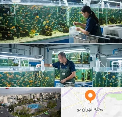 فروش عمده ماهی آکواریومی در تهران نو