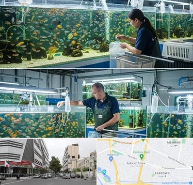 فروش عمده ماهی آکواریومی در بلوار فردوس