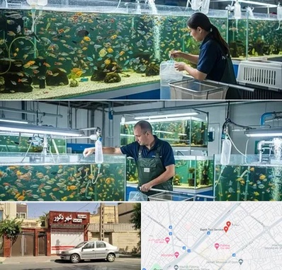 فروش عمده ماهی آکواریومی در باجک قم