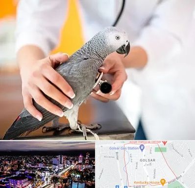 دامپزشکی پرندگان در گلسار رشت