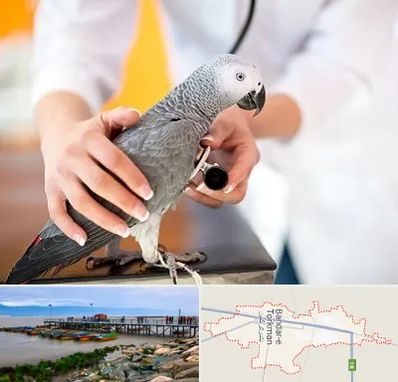 دامپزشکی پرندگان در بندر ترکمن