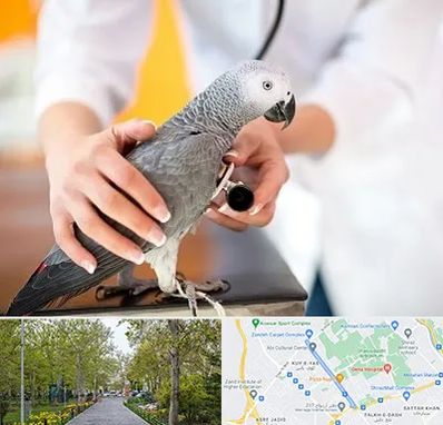 دامپزشکی پرندگان در قدوسی غربی شیراز