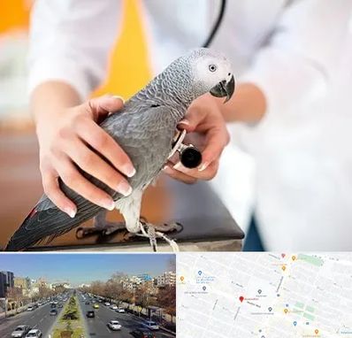 دامپزشکی پرندگان در بلوار معلم مشهد